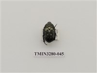 藏品(東方白點花金龜)的圖片